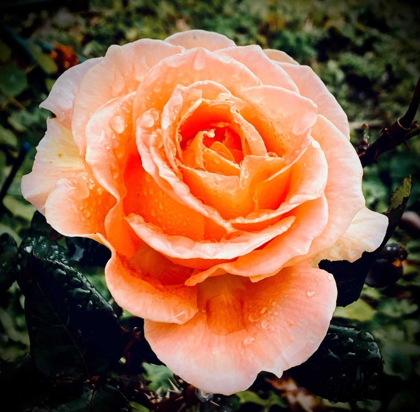 Even the Broken are Beautiful rose flower photo print (with or without framing)