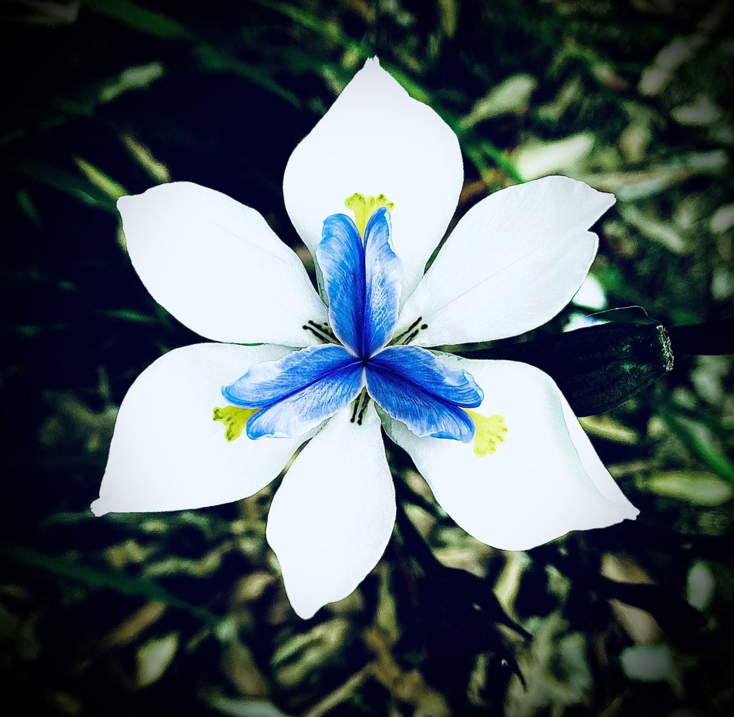 Sunshine Daisy Butter Mellow photo print (with or without framing)
