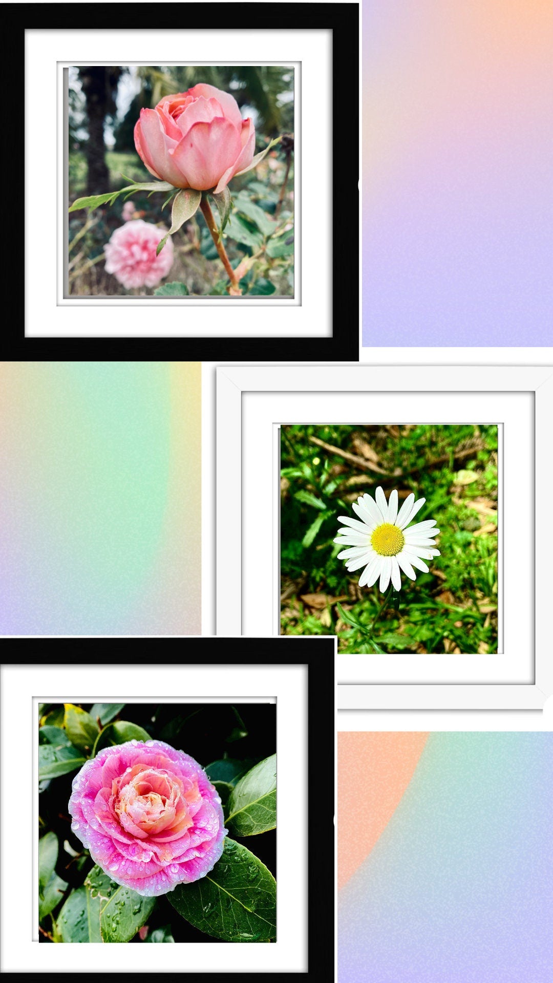 Sunshine Daisy Butter Mellow photo print (with or without framing)