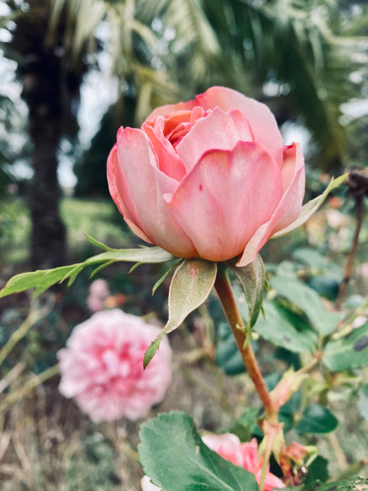 I'm Just a Bud Standing Infront of a Rose flower photo print (with or without framing)